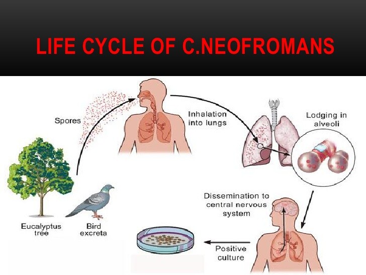 Cryptococcus neoformans lifecycle