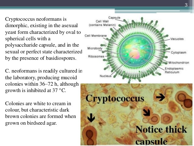 Cryptococcus Neoformans