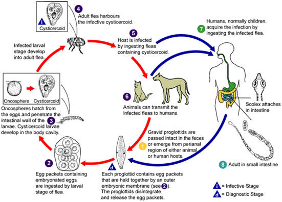 Dipylidium caninum infection