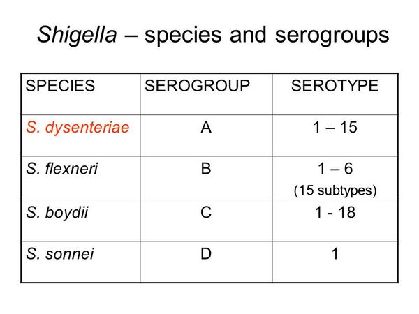 Shigella species