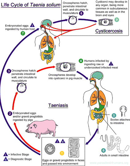 Taenia Solium Life Cycle