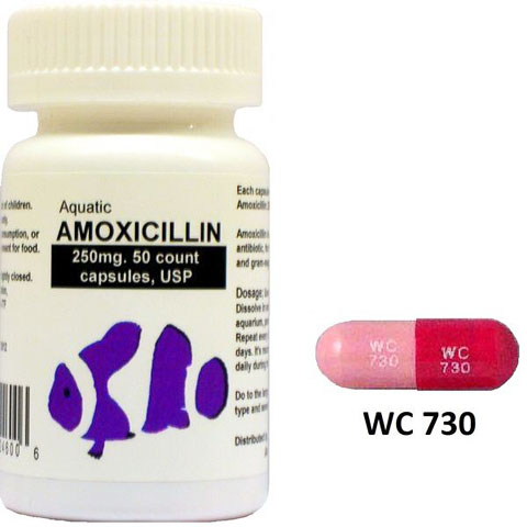 Amoxicillin 250 mg