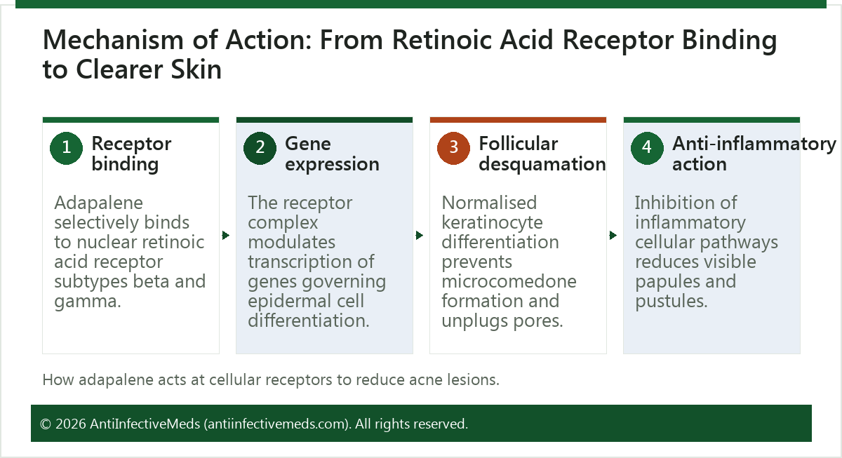 Mechanism of Action: From Retinoic Acid Receptor Binding to Clearer Skin